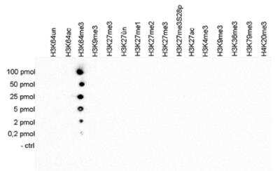 Dot Blot: Histone H3 [Trimethyl Lys64] Antibody [NBP2-59227] - To check the specificity of the antibody against H3K64me3 a Dot Blot was performed with peptides containing different modifications of histone H3 and H4 or the unmodified H3K64 sequence. One hundred to 0.2 pmol of peptide containing the respective histone modification were spotted on a membrane. The antibody was used at a dilution of 1:5,000. Figure  shows a high specificity of the antibody for the modification of interest.